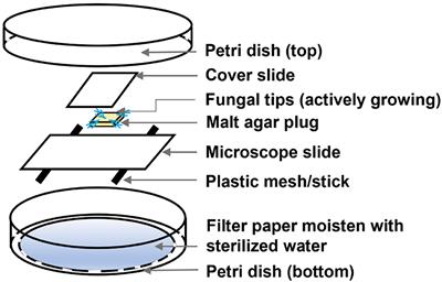 Epsilon poly-L-lysine as a novel antifungal agent for sustainable wood protection